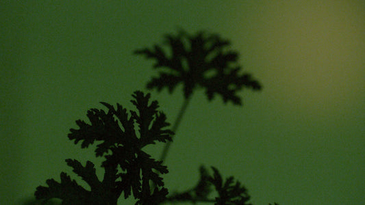 The story of Geranium Leaf Body Care