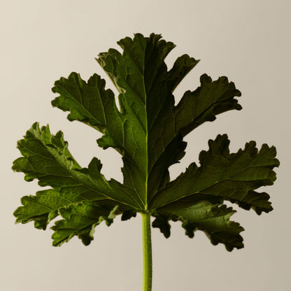 Geranium Leaf Body Balm