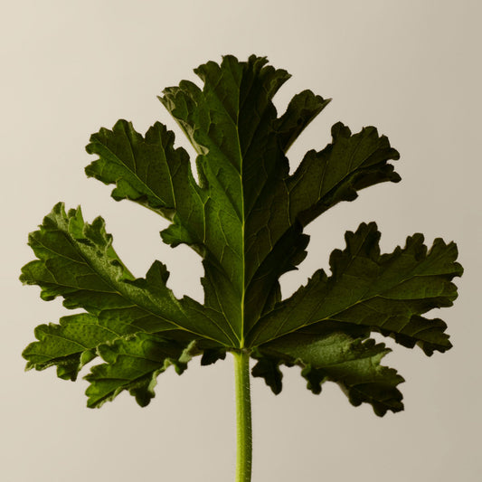 Geranium Leaf Body Cleanser (Codilar_copy)